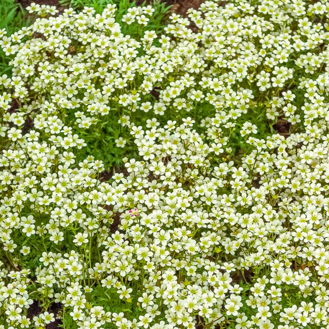 Moos-Steinbreche 'Pixie White'