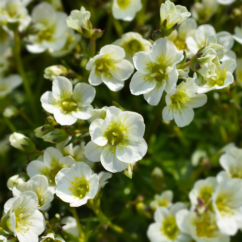 Moos-Steinbreche 'Pixie White'