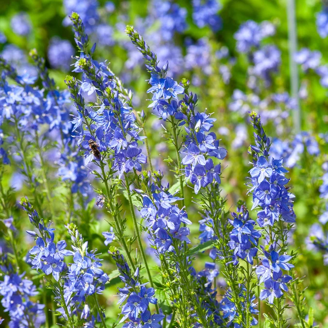 Großer Ehrenpreis Royal Blue
