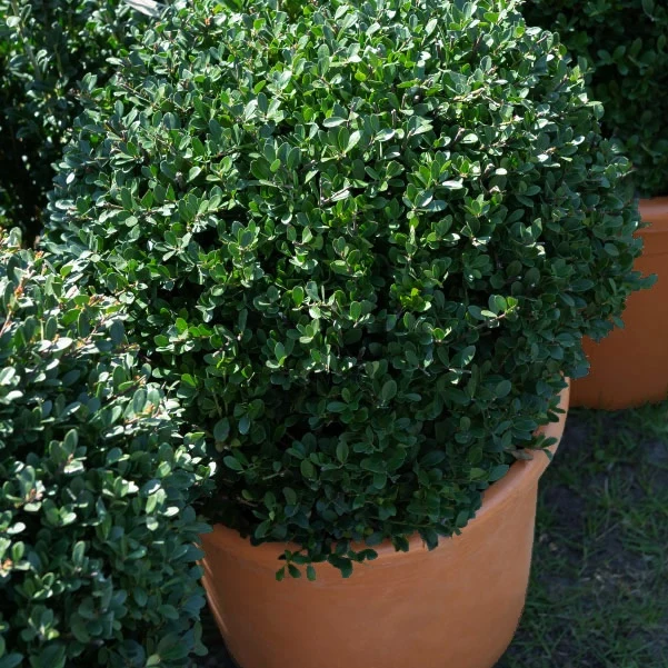 Japanische Stechpalme 'Dark Green'®