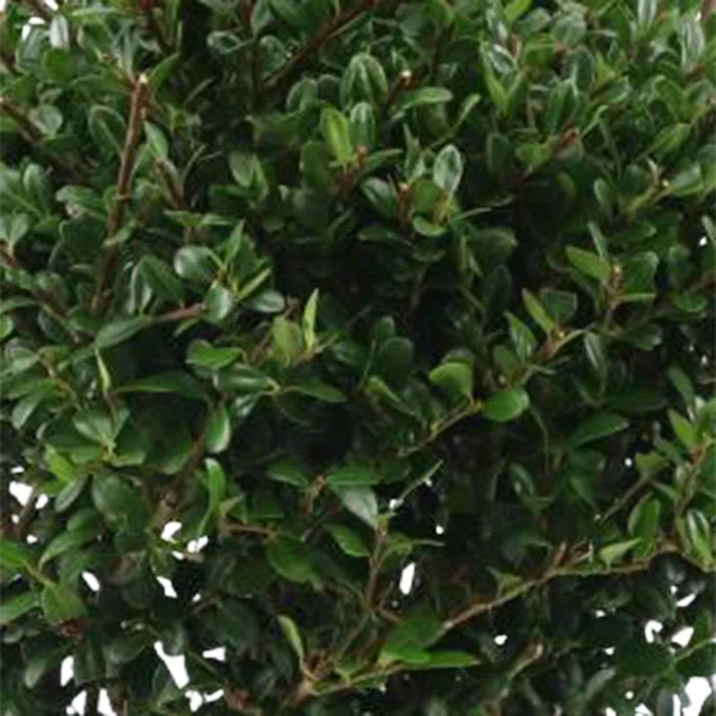 Japanische Stechpalme 'Dark Green'®