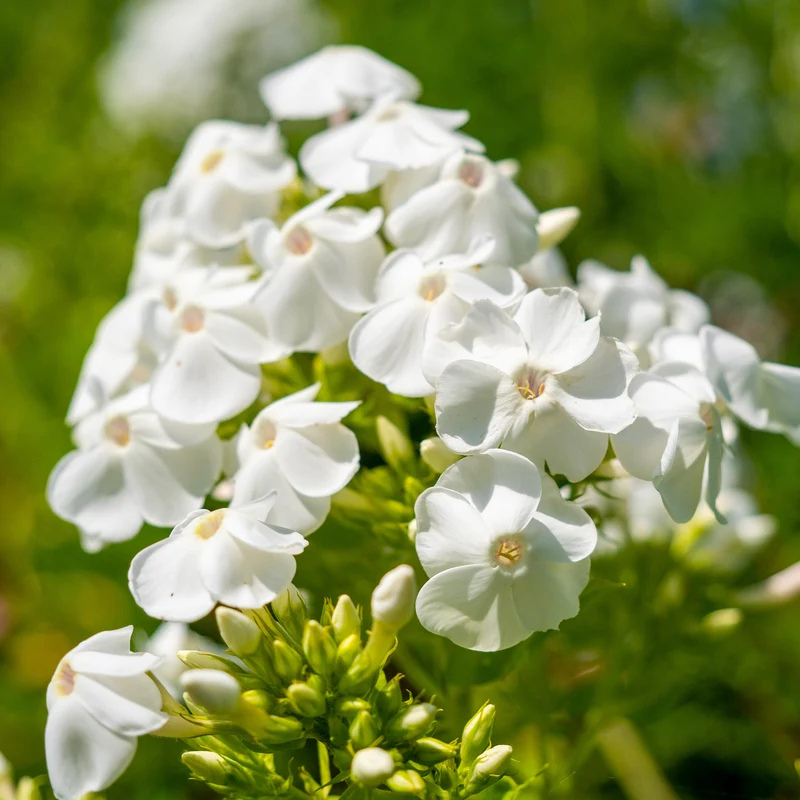 Hohe Flammenblume 'White Admiral'
