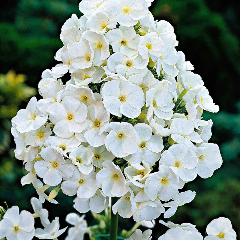 Hohe Flammenblume 'White Admiral'