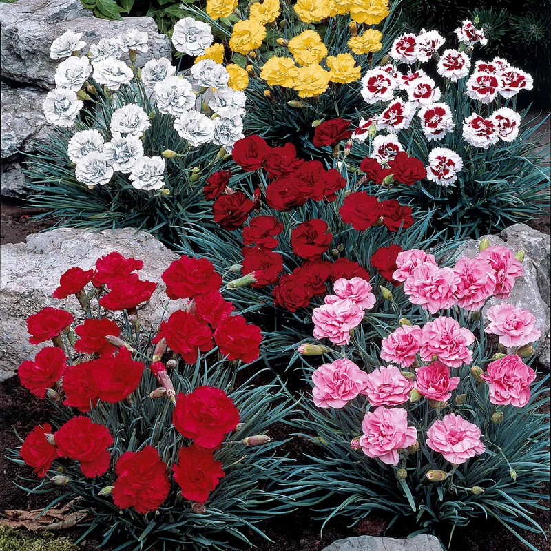 Nelken Mischung (x6)