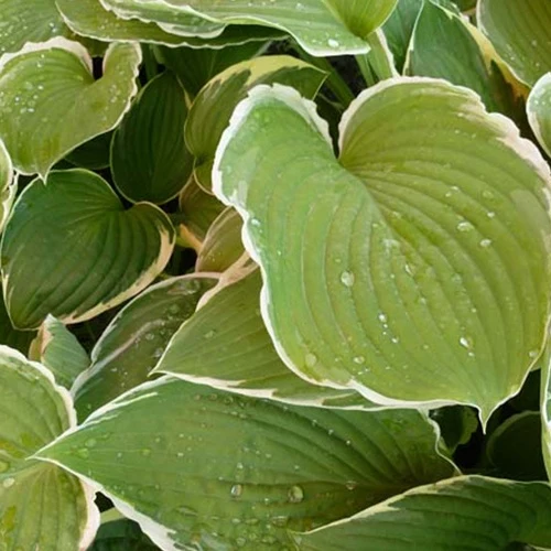 Hosta Frosted Jade Funkia