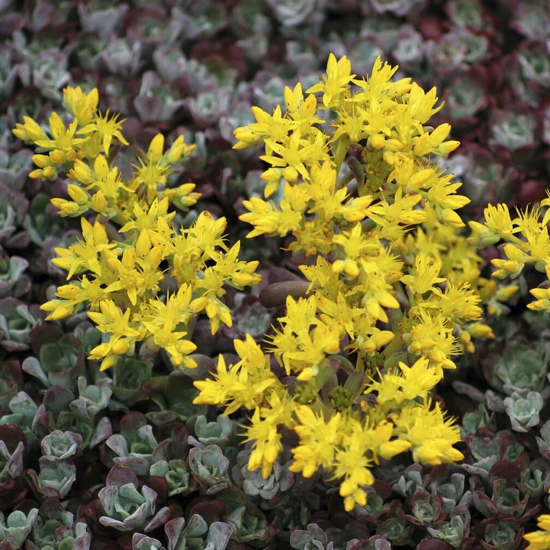 Spatelblättriges Fettblatt 'Purpureum'