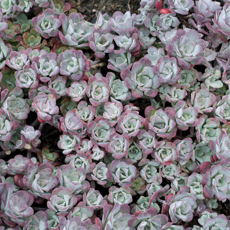 Spatelblättriges Fettblatt 'Purpureum'