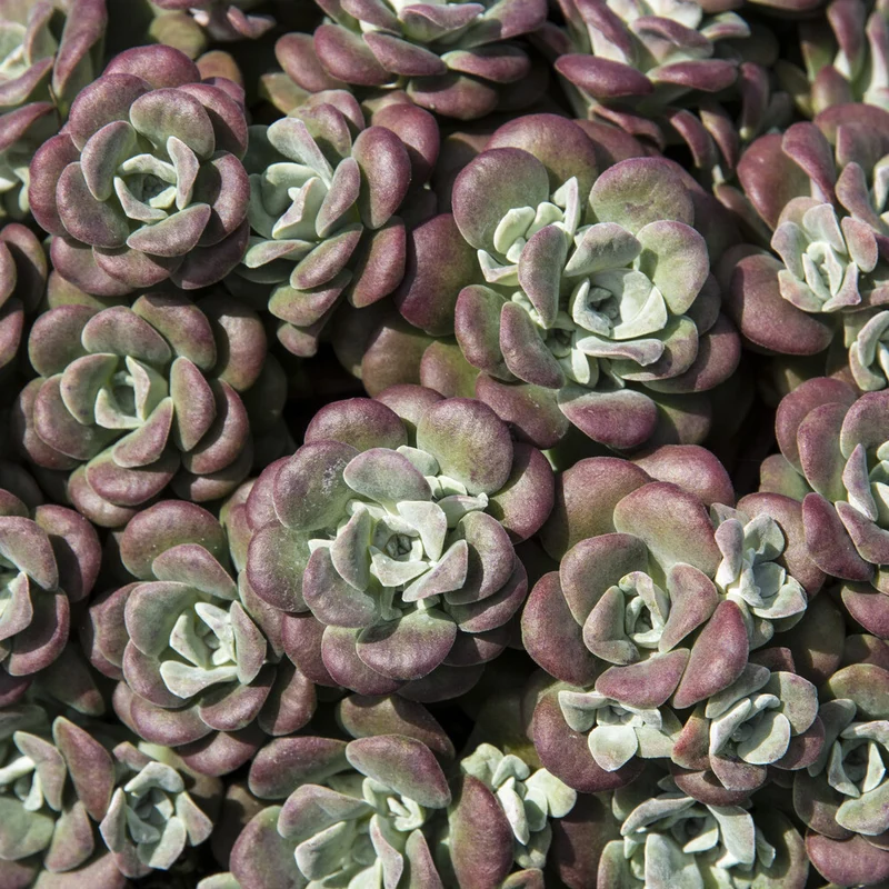 Spatelblättriges Fettblatt 'Purpureum'