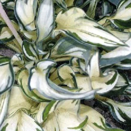 Hosta Fireworks Funkia