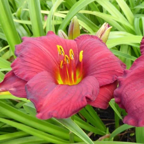Hemerocallis Regency Dandy Lilie eines Tages