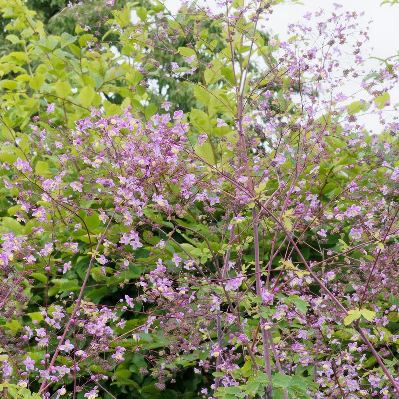 Wiesenraute ‘Splendide’