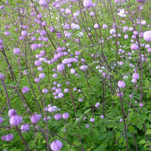 Wiesenraute ‘Splendide’