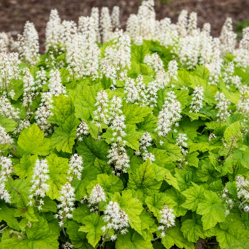 Herzblättrige Schaumblüten