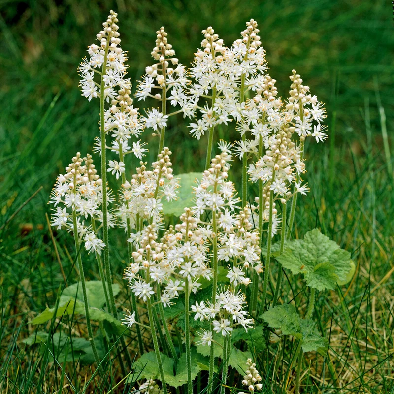 Herzblättrige Schaumblüten