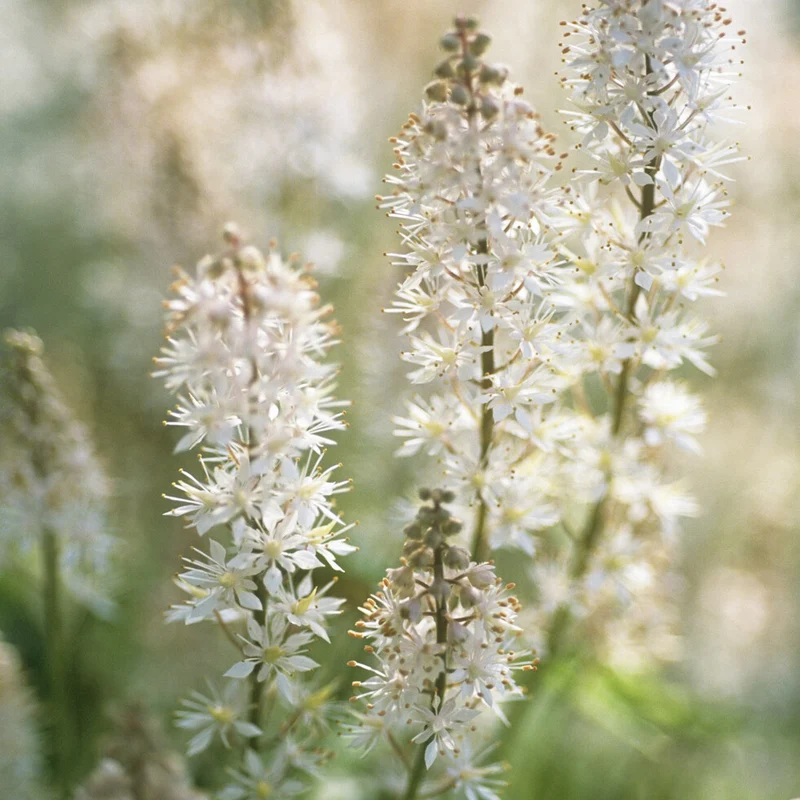 Herzblättrige Schaumblüten
