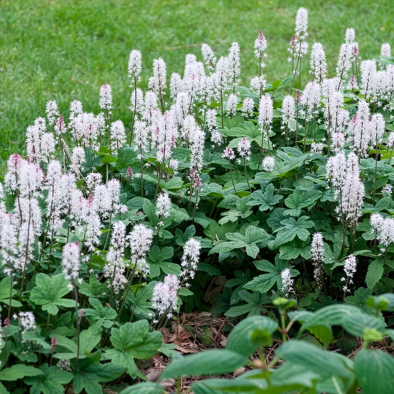 Herzblättrige Schaumblüten