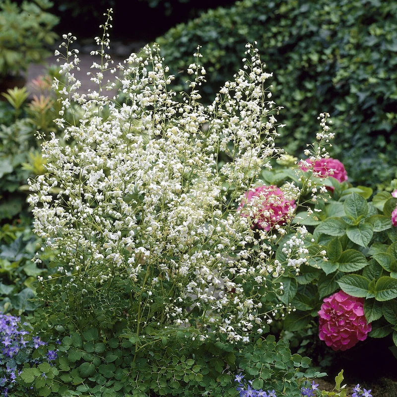 Wiesenraute ‘Album’