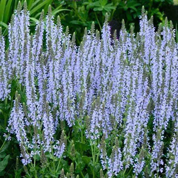 Steppen-Salbei ‘Crystal Blue’