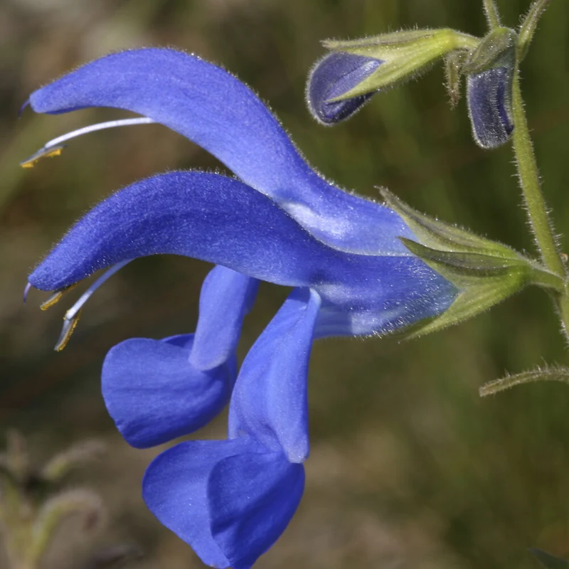 Salbei Blue Enigma