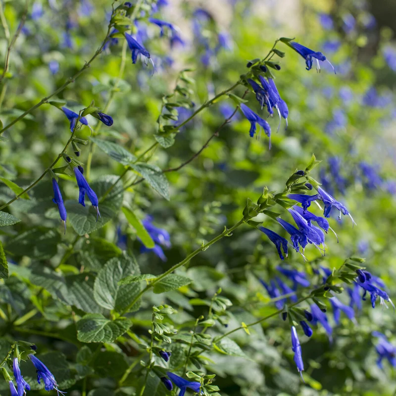 Salbei Blue Enigma