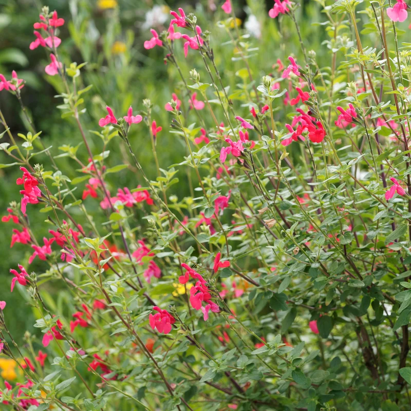 Johannisbeer-Salbei Grahamii