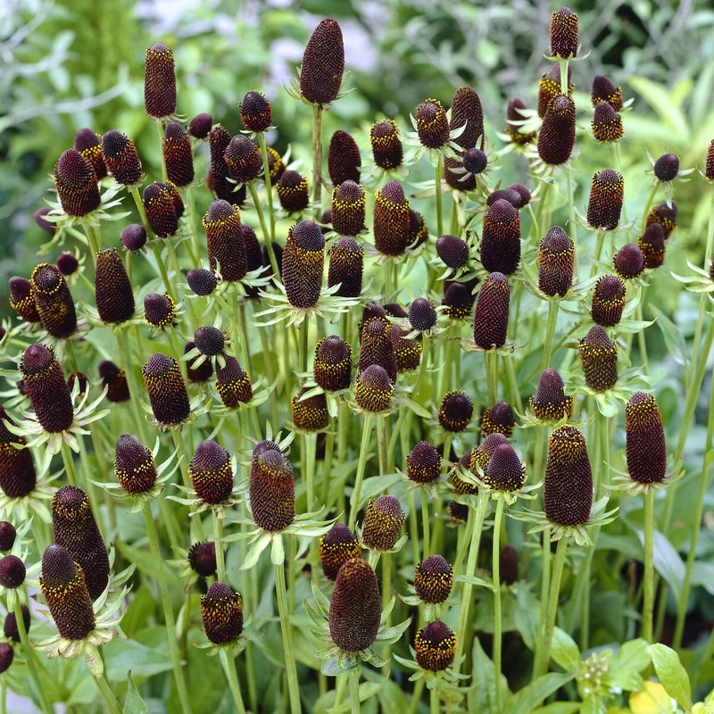 Sonnenhut ‘Green Wizard’