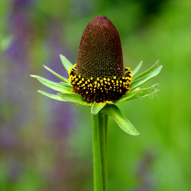Sonnenhut ‘Green Wizard’