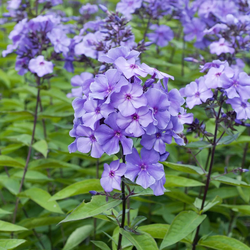 Paniculierter Phlox Blue Paradise