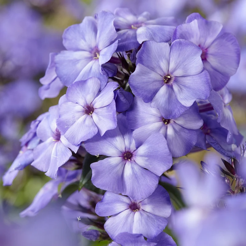 Paniculierter Phlox Blue Paradise