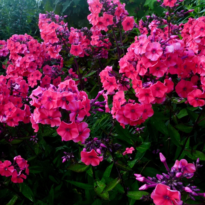 Hohe Flammenblume 'Starfire'