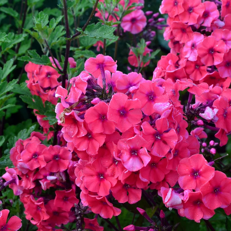 Hohe Flammenblume 'Starfire'
