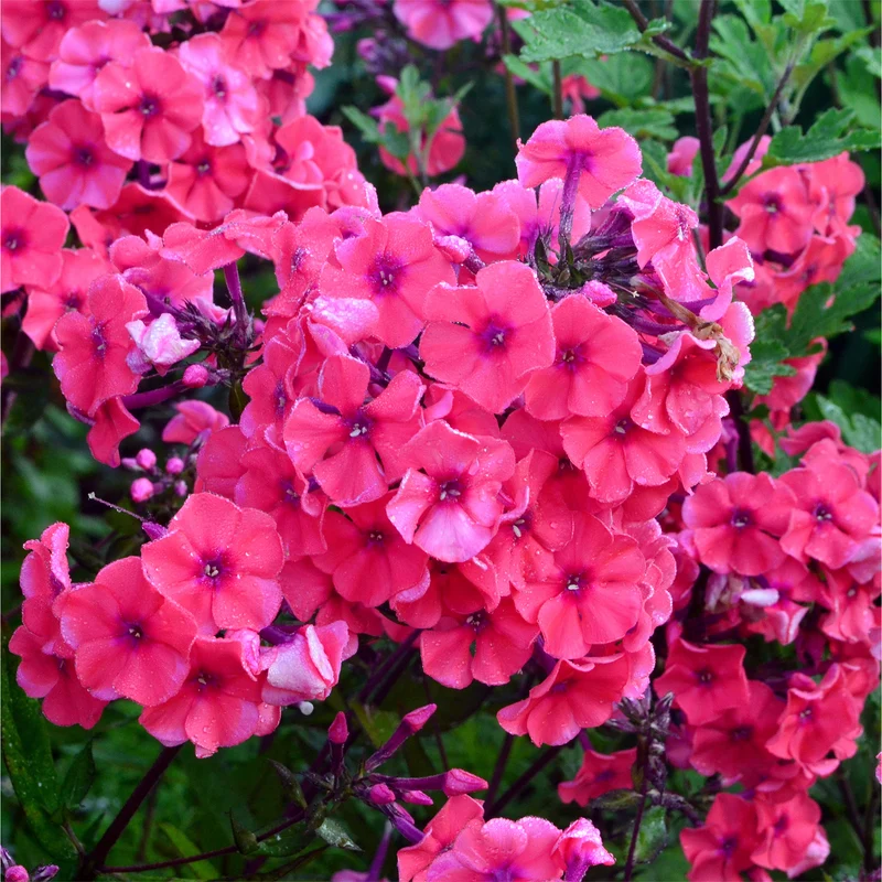 Hohe Flammenblume 'Starfire'