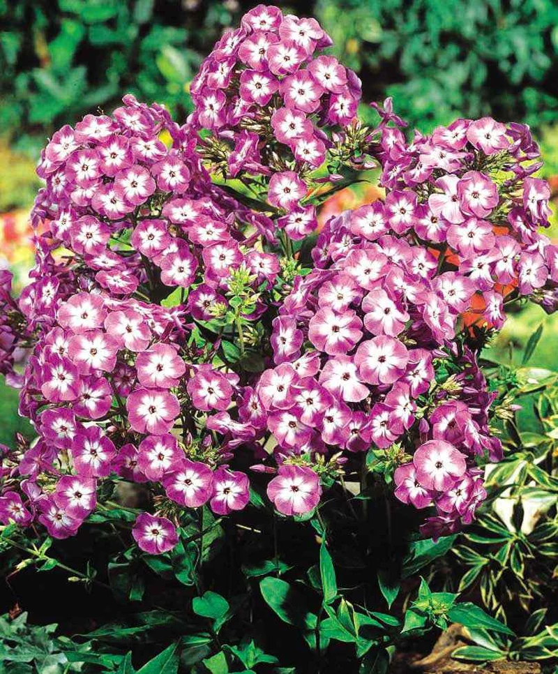 Flammenblume 'Laura' (x3)