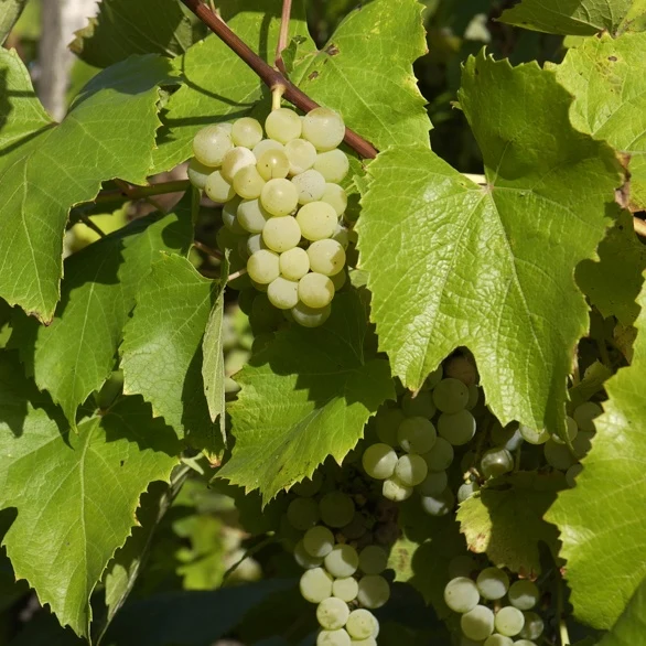 Weisse Traube Bianca