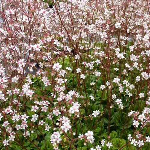 Schatten-Steinbrech Variegata
