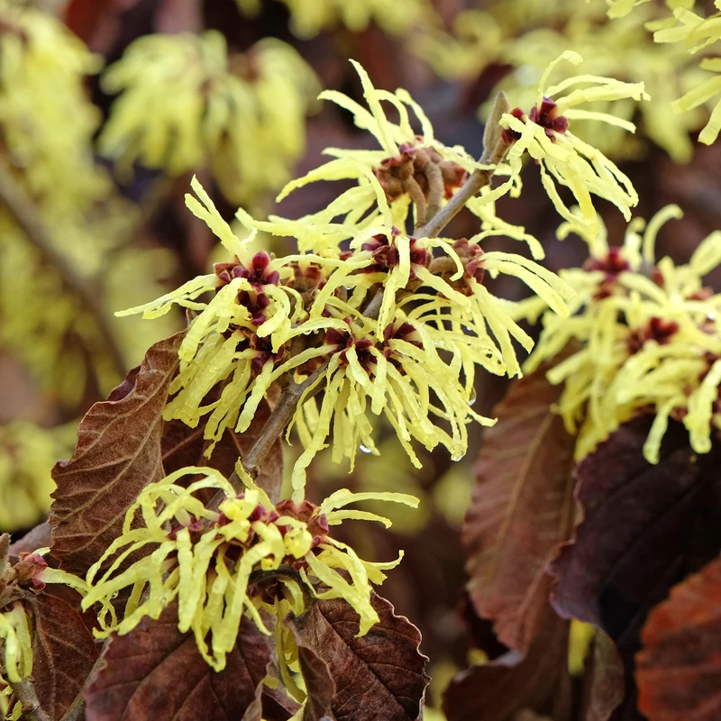Zaubernuss ‘Sunburst’