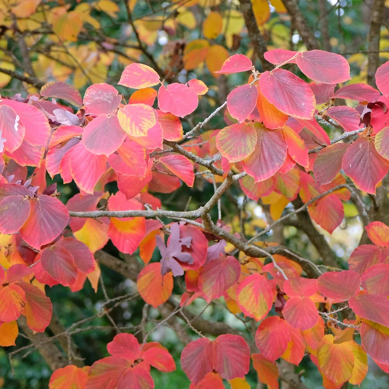Zaubernuss ‘Sunburst’