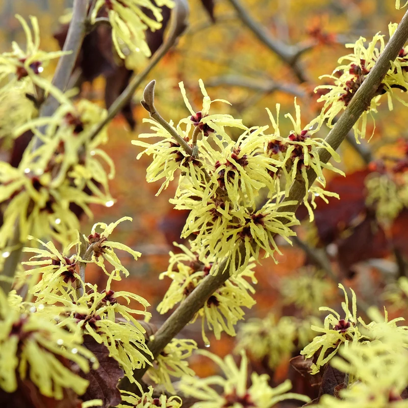 Zaubernuss ‘Sunburst’