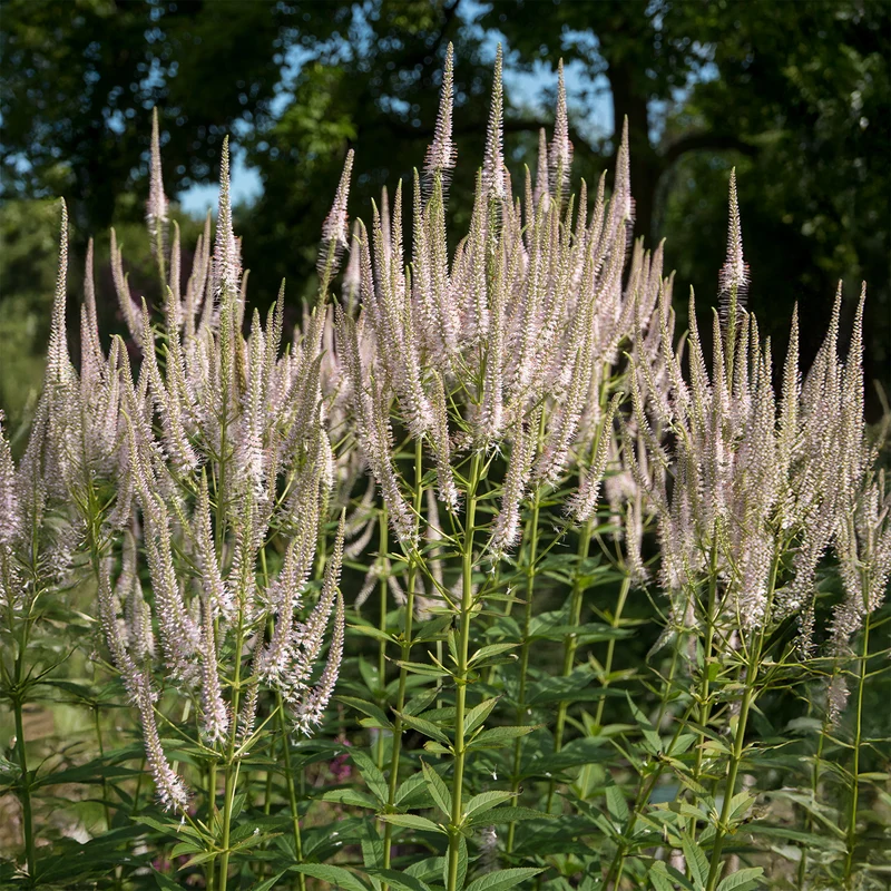Virginischer Ehrenpreis ‘Roseum’