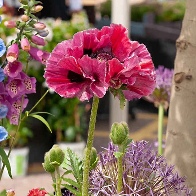 Orientalischer Mohn Harlem