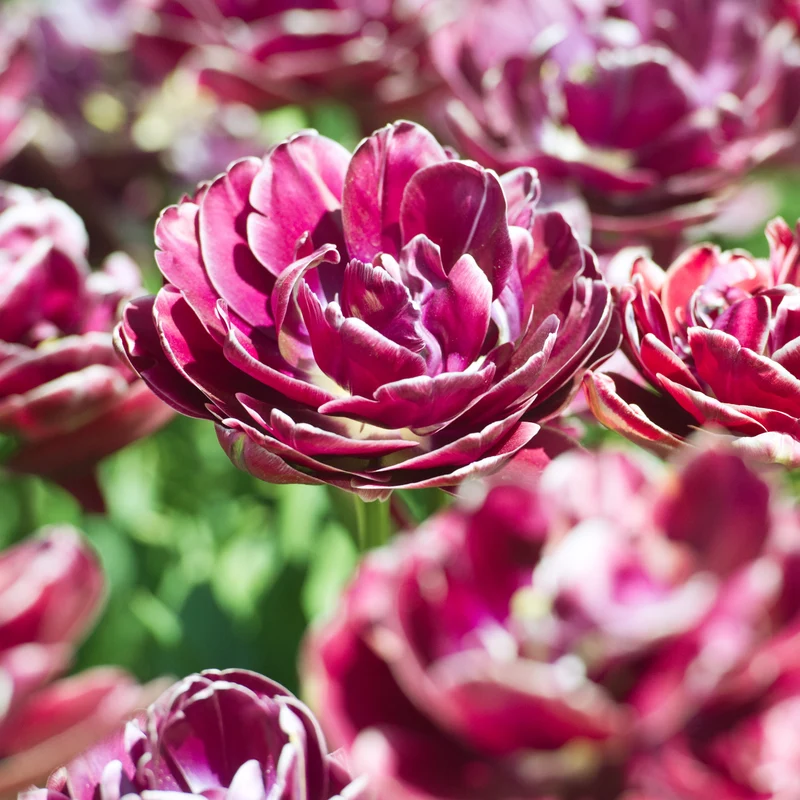 Tulpe Dream Touch (x7)