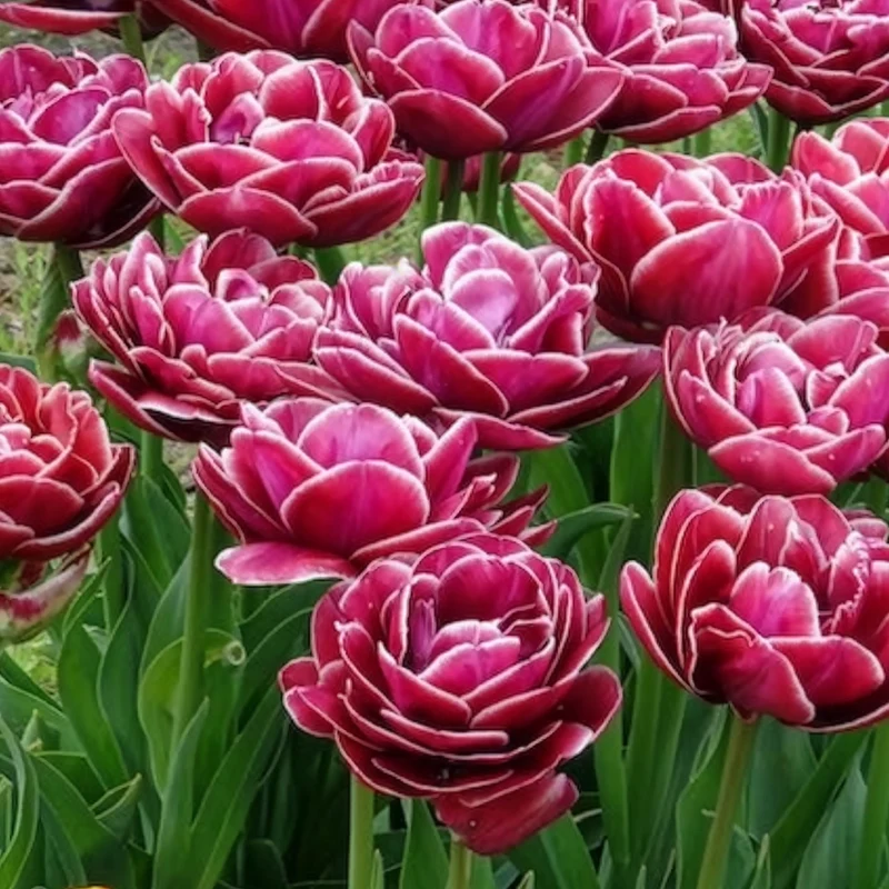 Tulpe Dream Touch (x7)