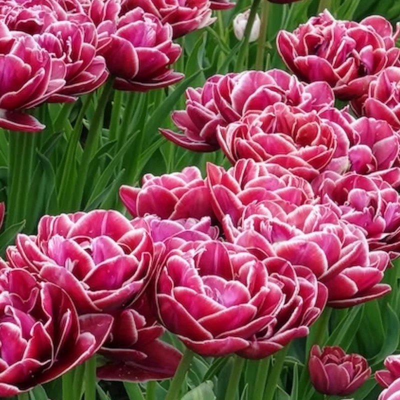 Tulpe Dream Touch (x7)