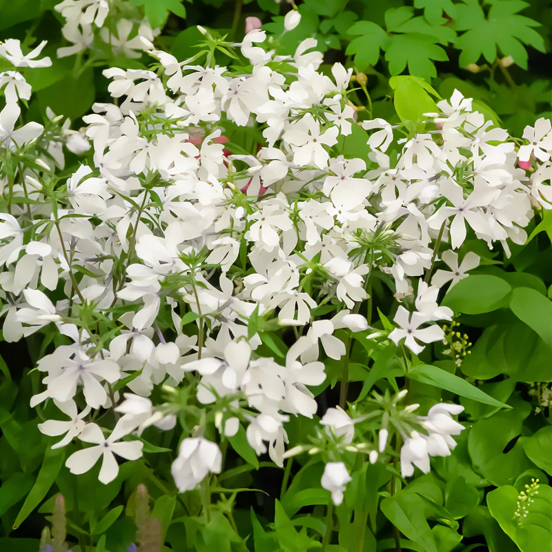 Flammenblume May Breeze