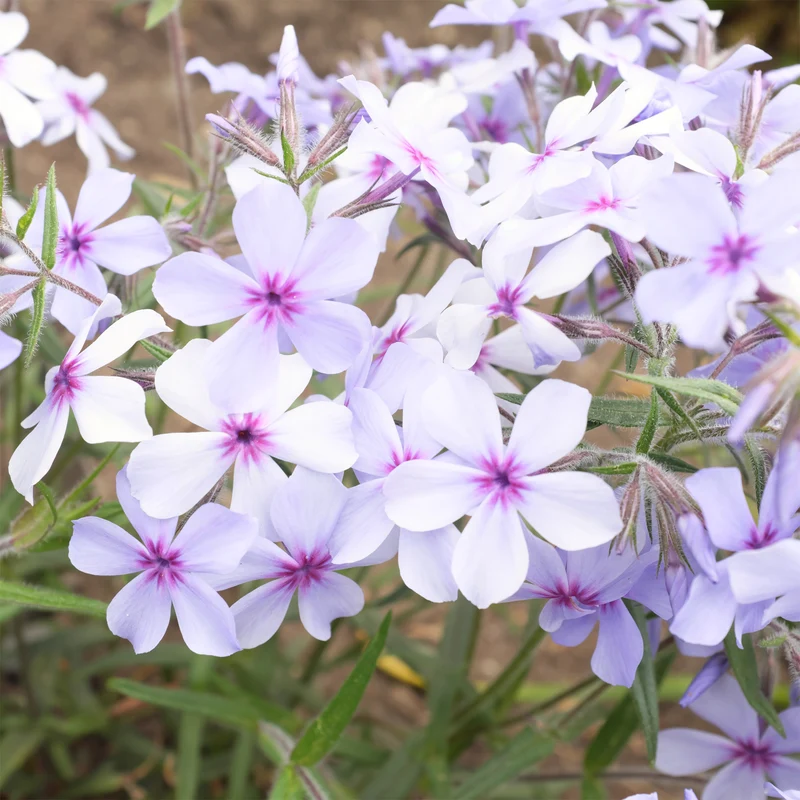 Wald-Phlox ‘Chattahoochee’