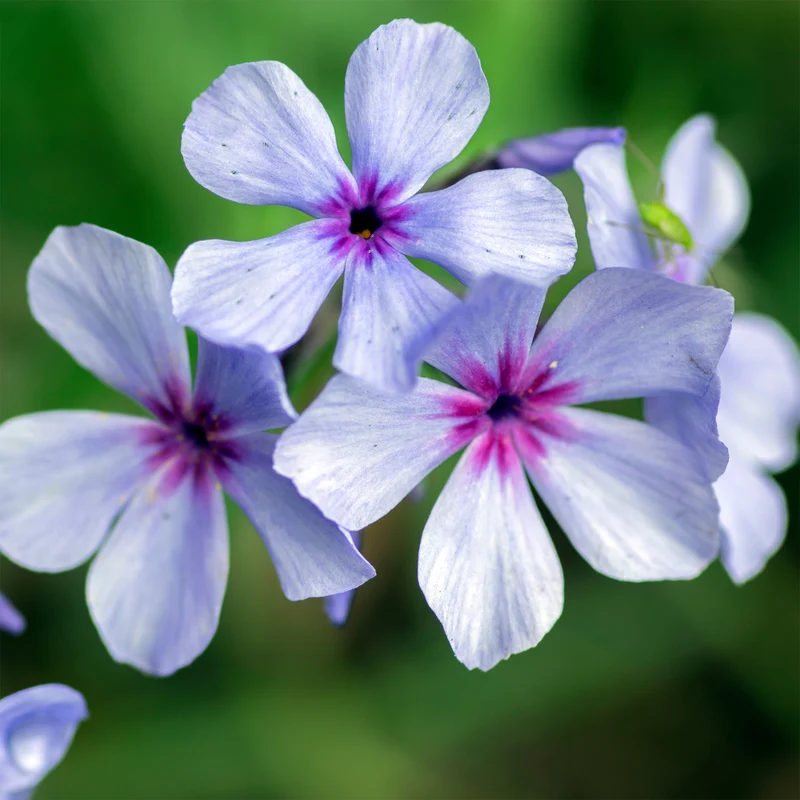 Wald-Phlox ‘Chattahoochee’