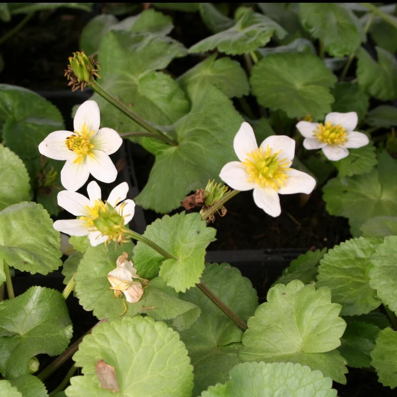 Sumpfdotterblume ‘Alba’