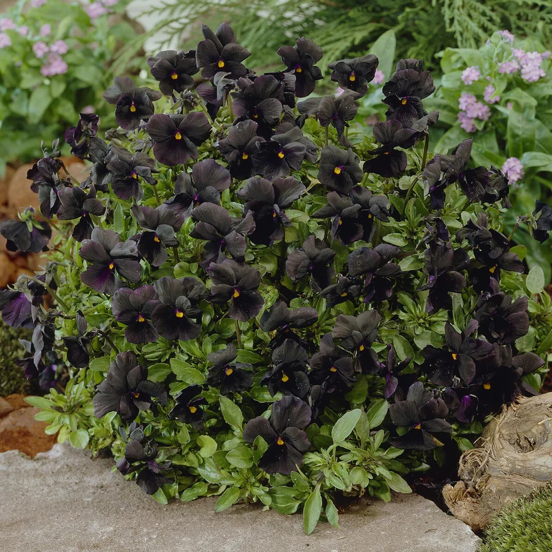 Hornveilchen 'Molly Sanderson'