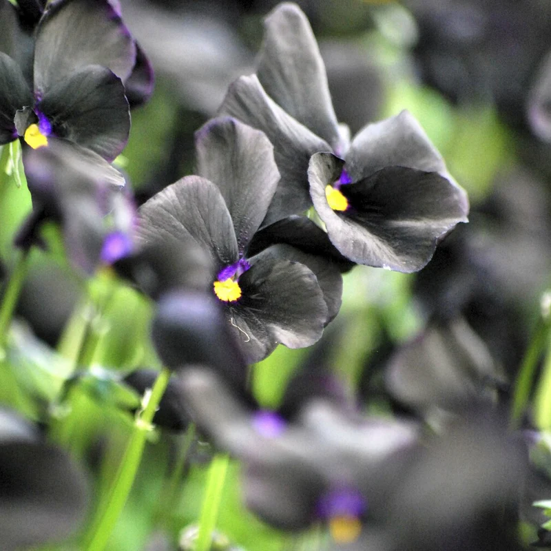 Hornveilchen 'Molly Sanderson'