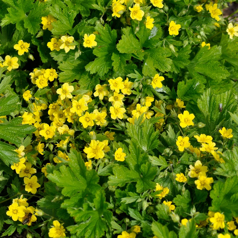 Gelapptblättrige Waldsteinie
